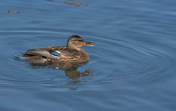 istock Female mallard swimming on a lake 1433135707