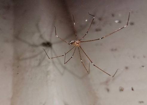 giant house spider lurking in web dusty bathroom Tegenaria duellica