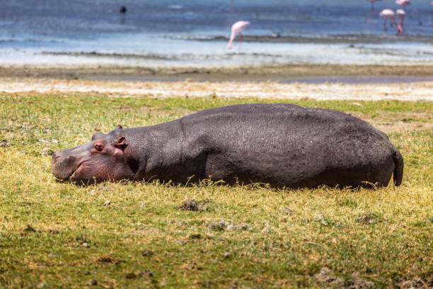 A hippopotamus grazing in the sea of the Amboseli National Park, Kenya stock photo