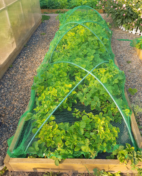 istock Vertical photo with raised beds with strawberries, under a protective net from birds, a summer rural day 1433139100