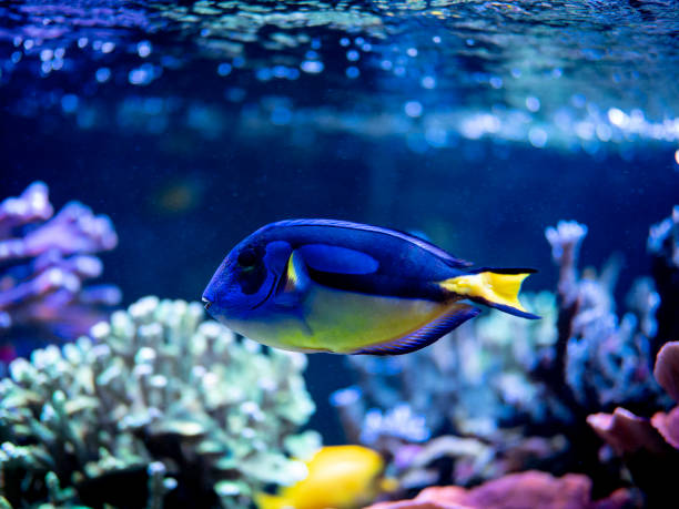 istock Blue tang (Paracanthurus hepatus) swimming on a reef tank with blurred background 1433140955