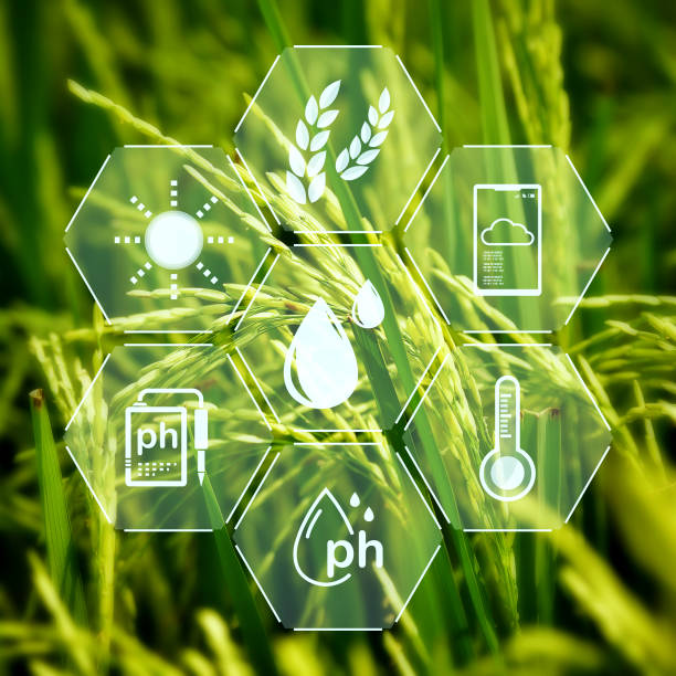 istock Paddy rice field with digital info for checking the technology system in gardening, farming, icon farmer technology, innovation for smart farming systems 1433141433