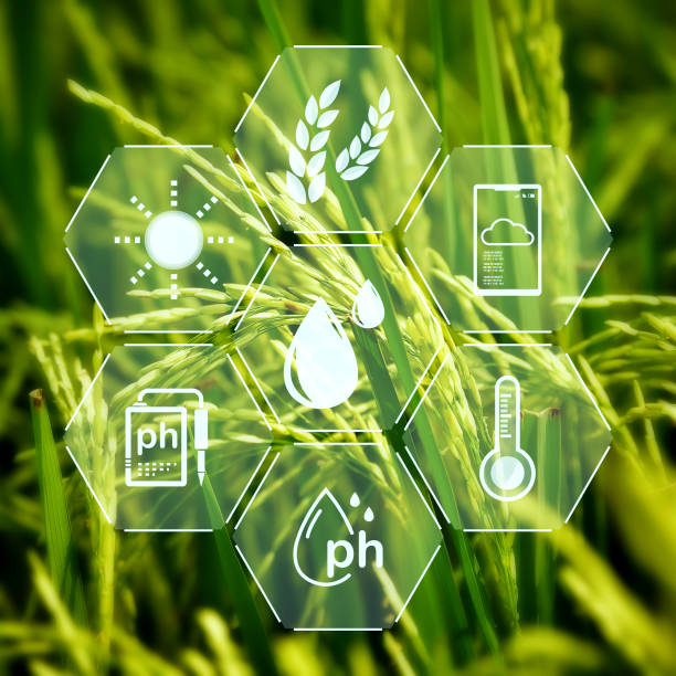 Paddy rice field with digital info for checking the technology system in gardening, farming, icon farmer technology, innovation for smart farming systems stock photo