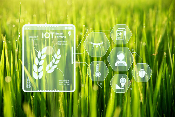istock Paddy rice field with digital info for checking the technology system in gardening, farming, icon farmer technology, innovation for smart farming systems 1433141438