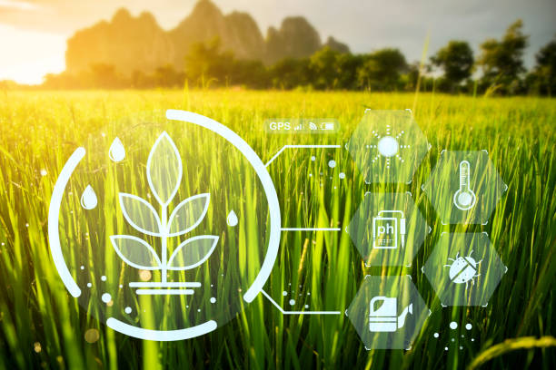 istock Paddy rice field with digital info for checking the technology system in gardening, farming, icon farmer technology, innovation for smart farming systems 1433141443
