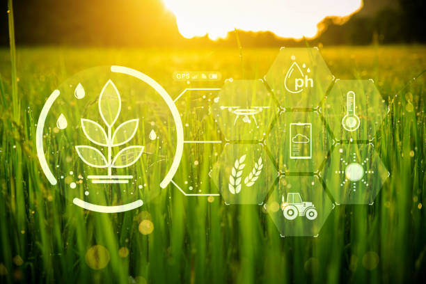 istock Paddy rice field with digital info for checking the technology system in gardening, farming, icon farmer technology, innovation for smart farming systems 1433141446