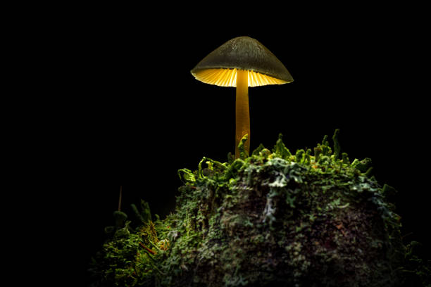 The forest fungus shines like a lamp
