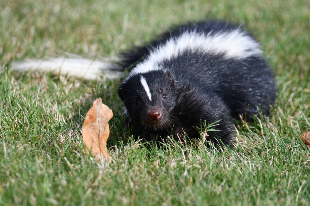 istock Urban Wildlife Skunk walking along grass 1433143232