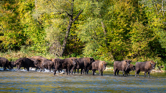 A herd of European Bison in the river. Wisent, Bison bonasus. Bieszczady, Carpathians, Poland.