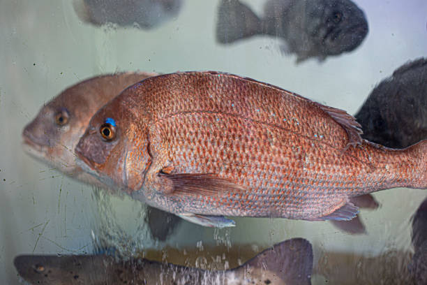 Kinmedai, japanese fresh whole red snapper