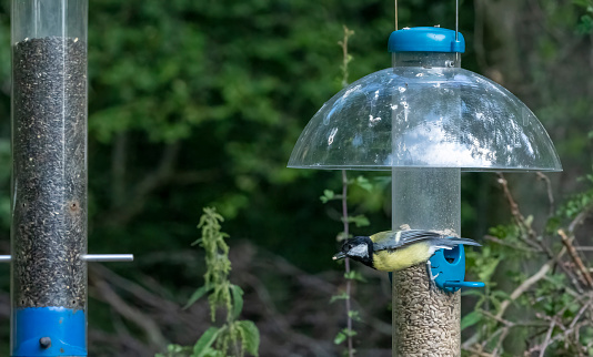 Great Tit flying towards a feeder.