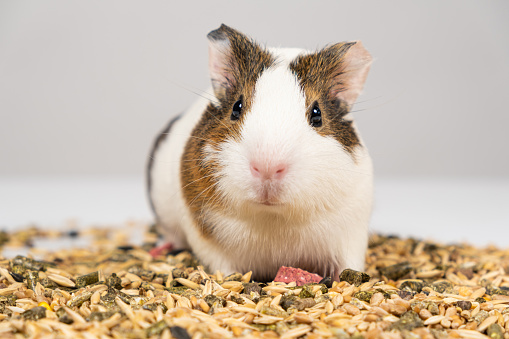 A small guinea pig sits near the feed on a white background