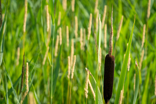 Ear of paddy closeup against soft bright lush paddy field in the evening.