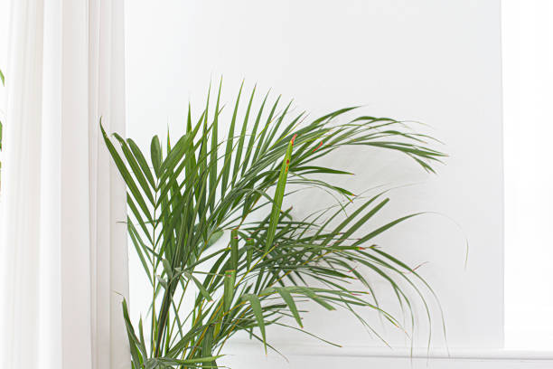 istock Interior image of green plant over white wall background 1433145872