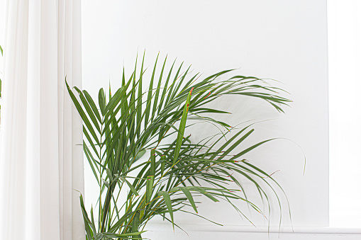 Interior image of green plant over white wall background