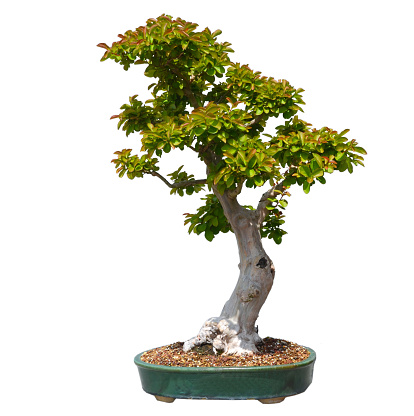 A small bonsia tree in a ceramic pot. Isolated on a white background.