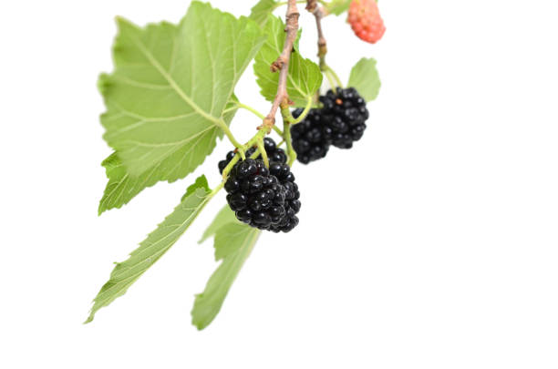 istock fruit of black mulberry 1433147447
