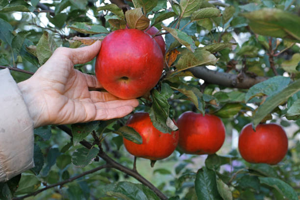 istock Red ripe apples hang on a branch. 1433147557