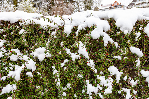 Buxus ball covered with snow.