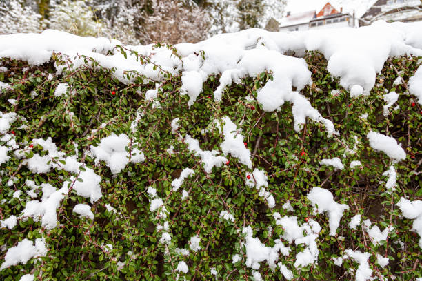 A bush of cotoneaster horizontalis is covered with snow A bush of cotoneaster horizontalis is covered with snow outdoors cotoneaster horizontalis stock pictures, royalty-free photos & images