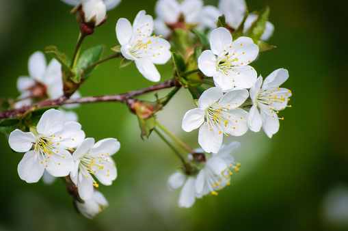 Rows of flowering nectarine trees in an orchard against the background of the sky. Israel