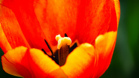 Natural Red Tulips