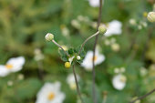 japanische-anemone-honorine-jobert.jpg?b=1&s=170x170&k=20&c=pzEl_ra867Wgirezkx8YrMkDRVOjkjepDwBwkE3OutY=