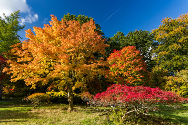 istock Trees displaying beautiful autumn (fall) colors on a sunny day 1433155361