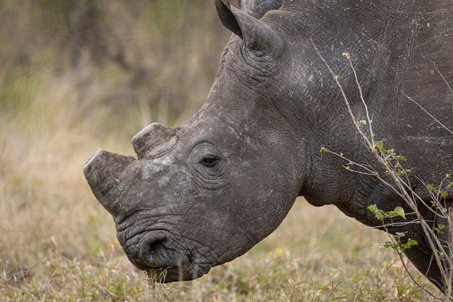 Side profile of a rhinoceros that has been dehorned to prevent poaching