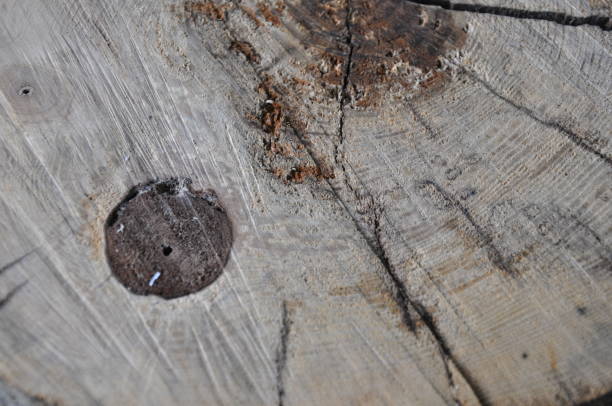 istock Wood Grain Close-Up 1433156719
