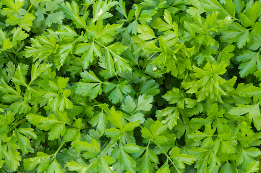 Proper nutrition. Vegetarian food. Parsley outdoors in the garden. Green background of parsley leaves, closeup top view.