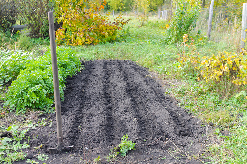 The arable land is dug up for planting in a straight line. cutting soil for planting vegetables.