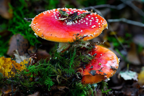 летайте agaric amanita muscaria в лесной местности. - moss fungus macro toadstool стоковые фото и изображения