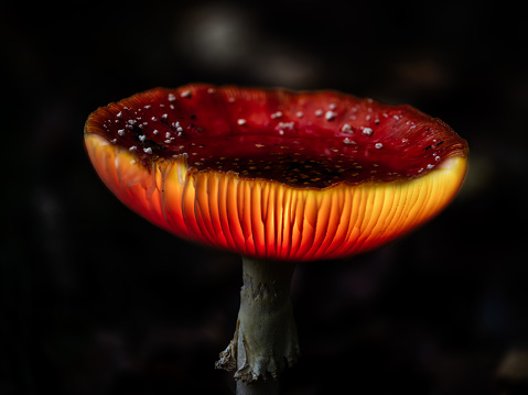 Fantasy Fly Agaric mushrooms glowing in a dark magical enchanted woodland.