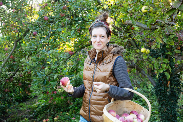istock Woman picking appels in orchard 1433157367