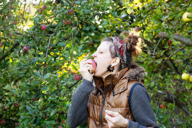 Woman is eating an apple she had just picked from the tree, she is wearing a grey sweater and a brown vest, it is a day in october, late afternoon