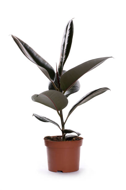 istock Indoor ficus in a pot on a white background 1433158538