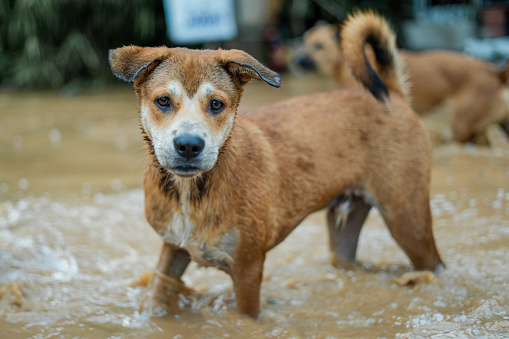 Dog in Flood Waters Chiang Mai, Thailand
