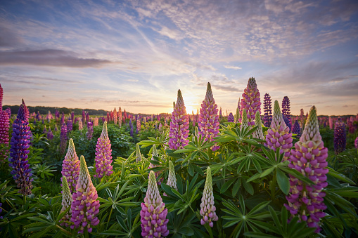 Field of Lupins during a beautiful sunset, all different colors lupines purple pink white blue.