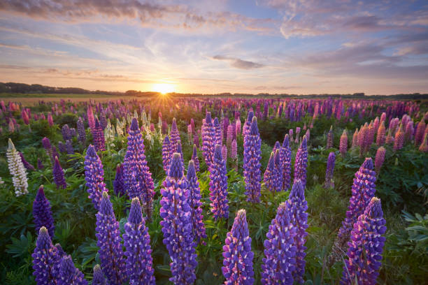 istock Field of Lupins during a beautiful sunset 1433160694