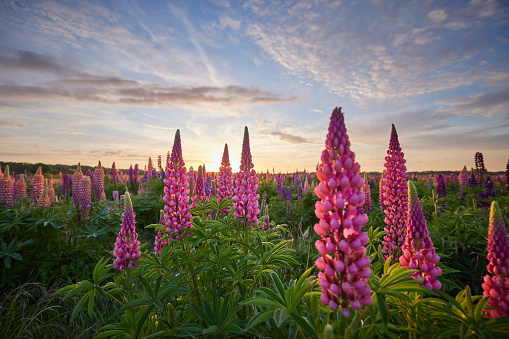 Field of pink Lupins during a beautiful sunset.