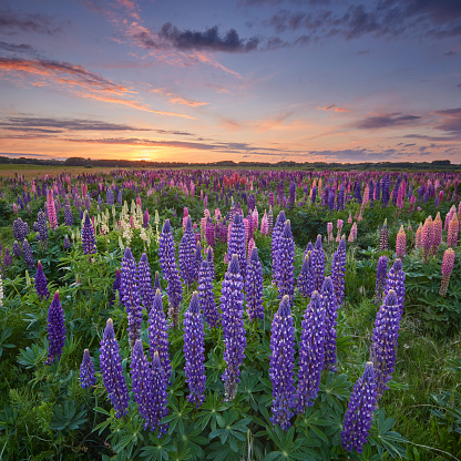 Field of Lupins during a beautiful sunset, all different colors lupines purple pink white blue.