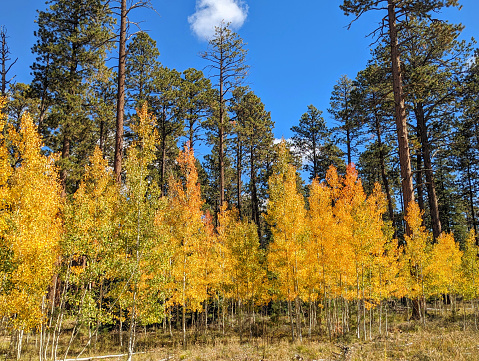 Fall colors in Aspen and Ponderosa Pine forest on the North Rim of the Grand Canyon National Park Arizona