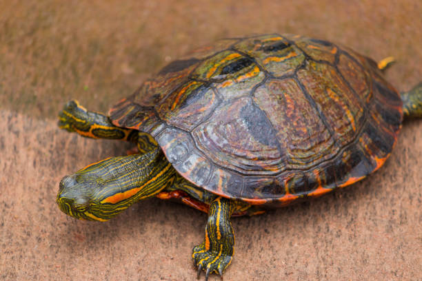 istock Photograph of a beautiful turtle. 1433161663