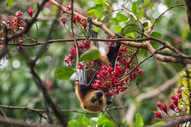 Mauritian fruit bat or flying fox, pteropus niger Mauritian fruit bat or flying fox, pteropus niger, feeding off fruit trees fruit bat stock pictures, royalty-free photos & images