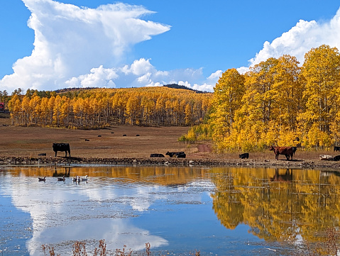 Mountain pond among autumn colors among Aspen trees on Cedar Mountain above Cedar City Utah and cattle drinking and grazing