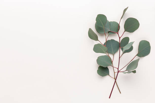 istock Eucalyptus composition. Pattern made of various colorful flowers on white background. Flat lay stiil life. 1433162541