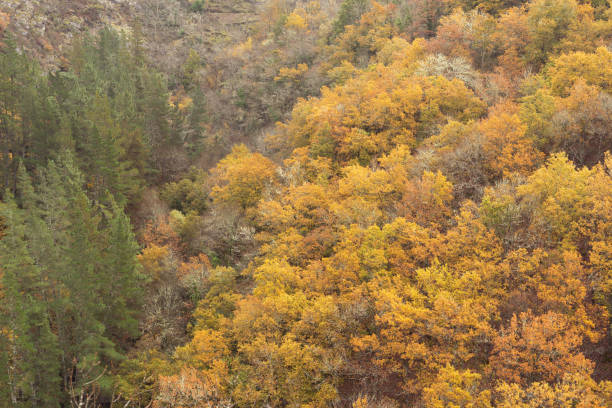 istock Oak forest in autumn. Forest colors in autumn. Copy space. 1433163122