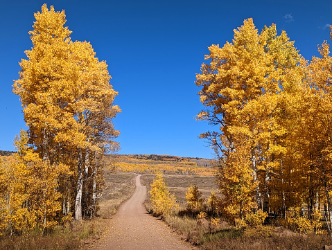 Autumn colors among Aspen trees on Cedar Mountain on a country road above Cedar City Utah looking toward Cedar Breaks National Monument