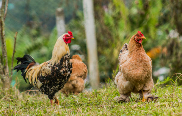 istock group of hens in the meadow 1433163457